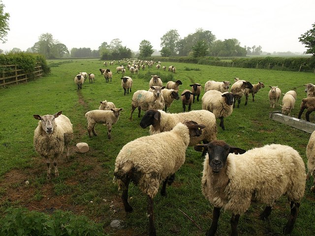 assertive sheep