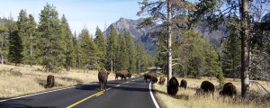 Bison_Roadblock_in_Yellowstone_Natonal_ParkCropped